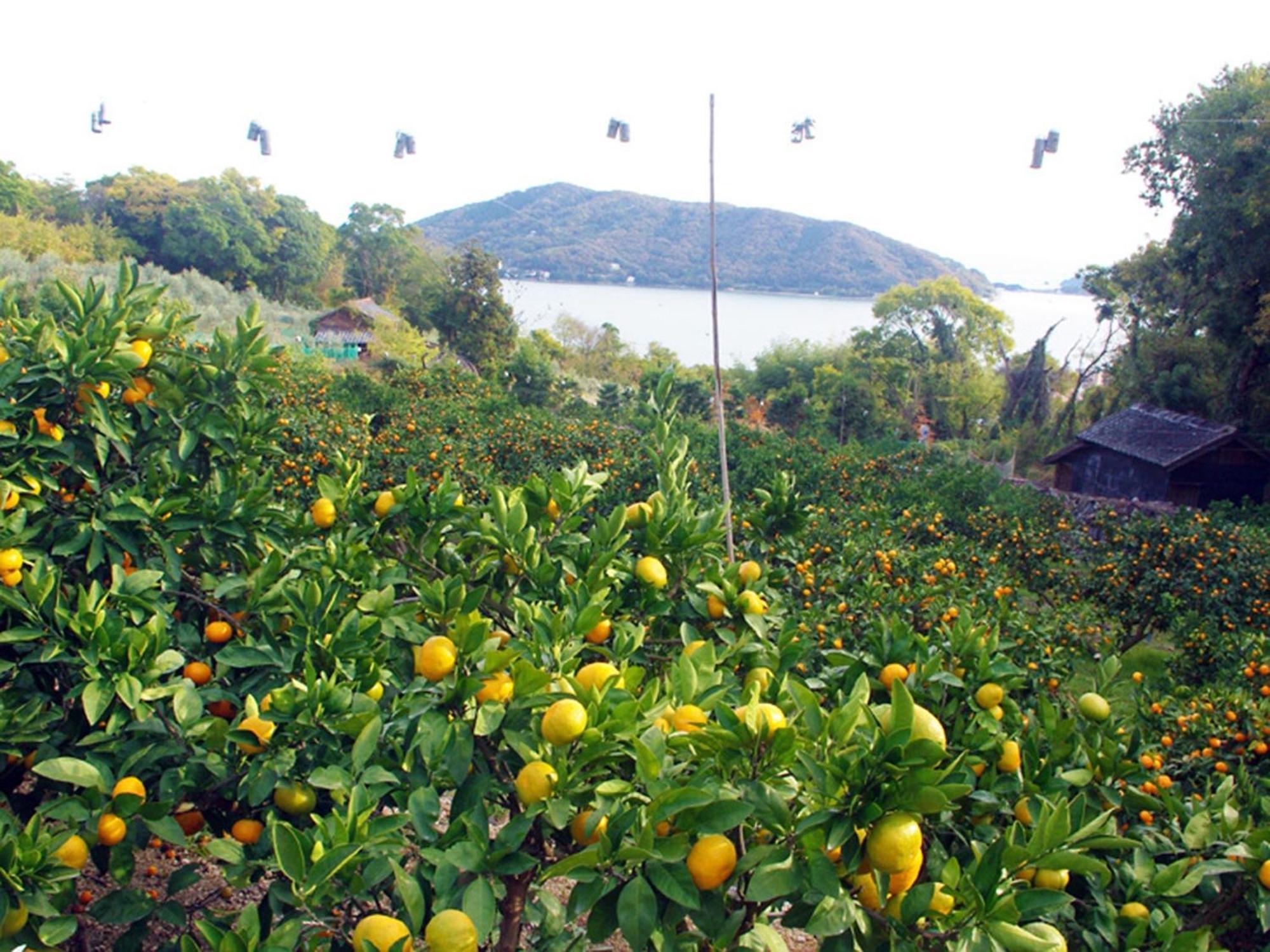 Olive No Sato Vingh Four Eyes Shodoshima / Vacation Stay 79069 Shimomura エクステリア 写真